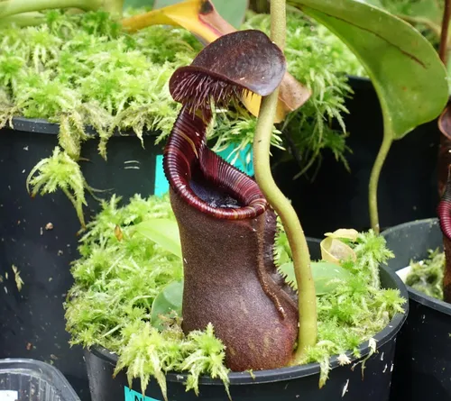 Nepenthes lowii Trusmadi