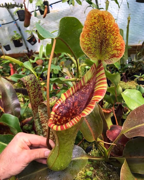 Nepenthes lowii x truncata 'Giant'