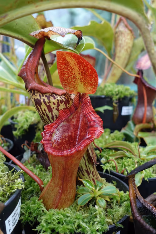 Nepenthes lowii x ventricosa