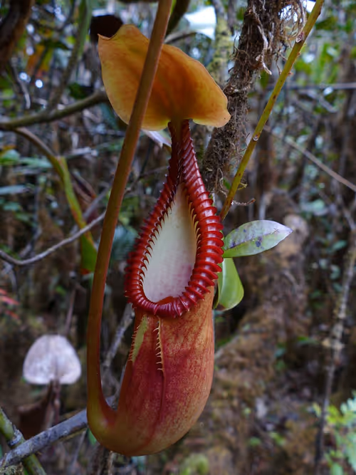 Nepenthes macrophylla in Borneo, by François Mey