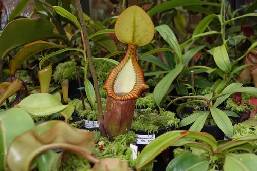 Nepenthes macrophylla