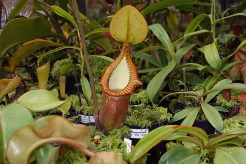Nepenthes macrophylla