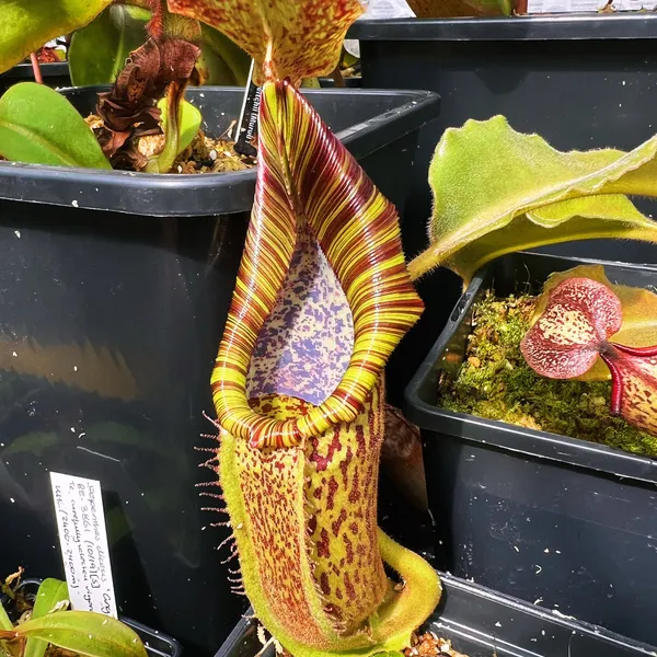 Nepenthes maxima