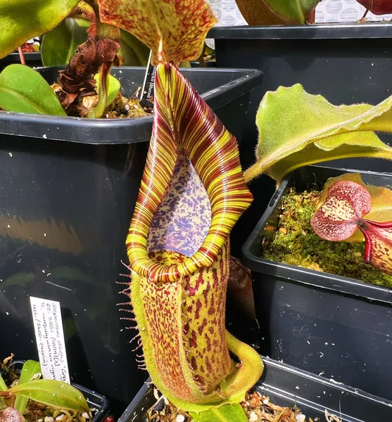 Nepenthes maxima: Nepenthes maxima wavy leaf - Wicaksono. This specimen holds its stripes as the pitchers age - it will be great once mature.