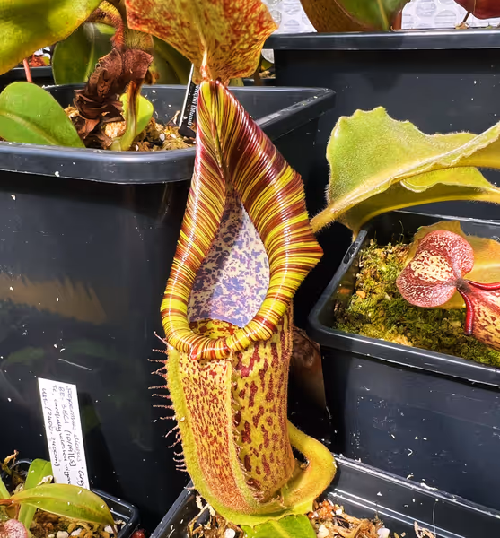 Nepenthes maxima: Nepenthes maxima wavy leaf - Wicaksono. This specimen holds its stripes as the pitchers age - it will be great once mature