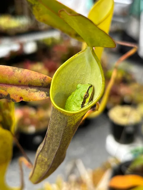 Nepenthes mikei, with a visitor