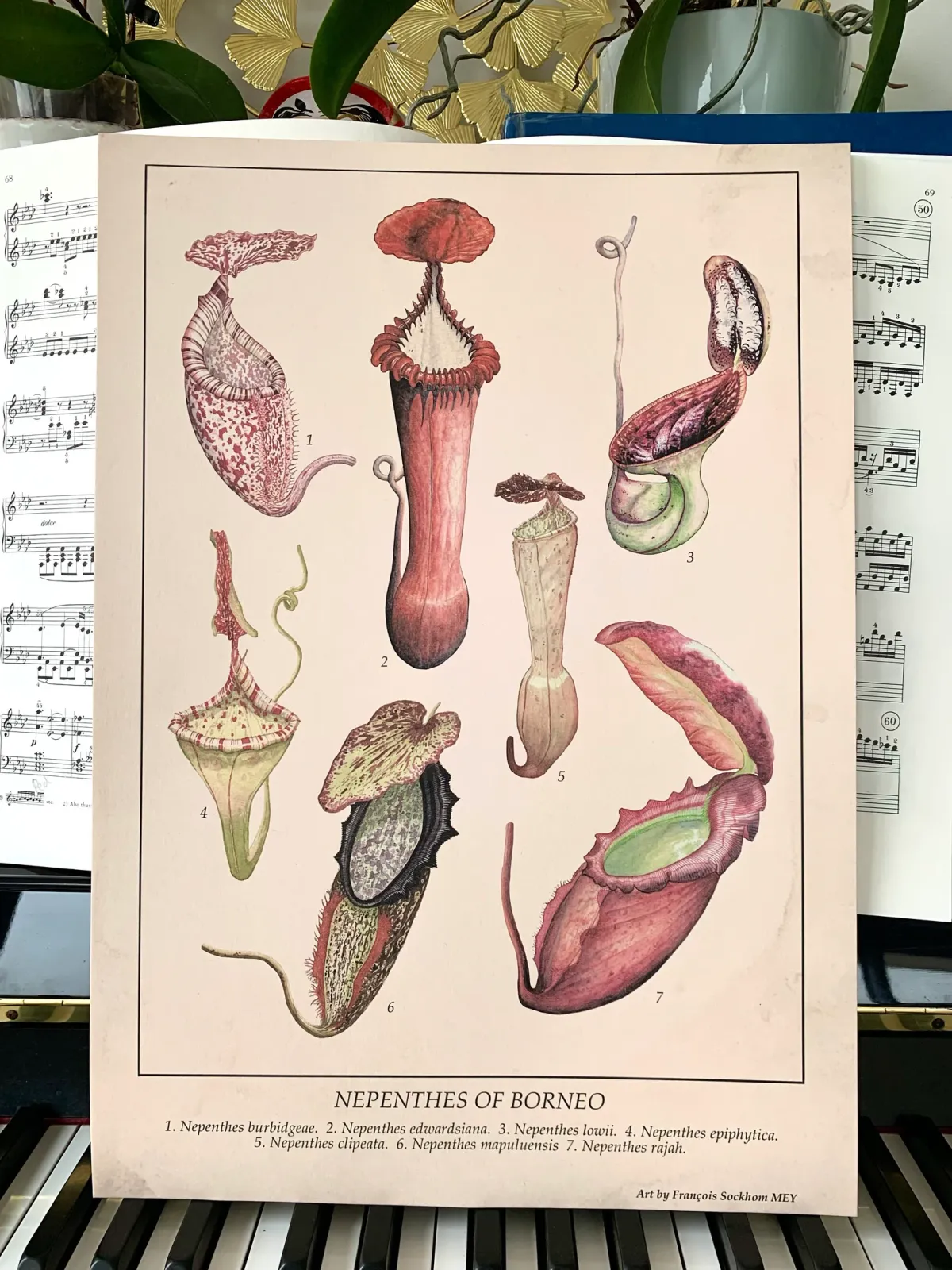 Nepenthes of Borneo, by François Mey, available as a print.