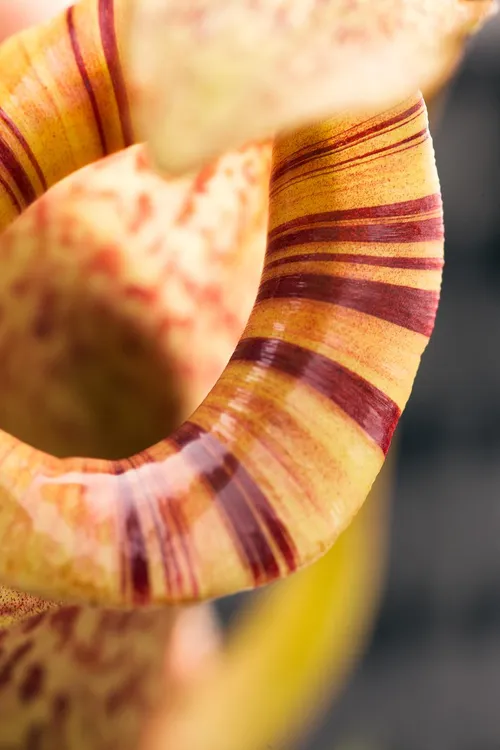 Nepenthes platychila peristome