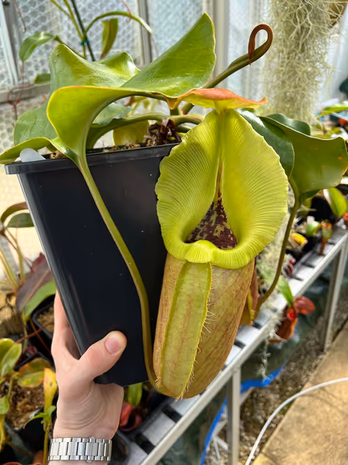 Nepenthes robcantleyi