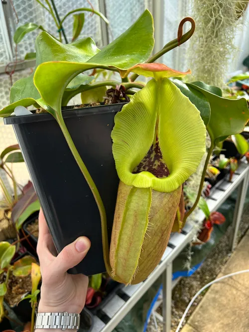 Nepenthes robcantleyi