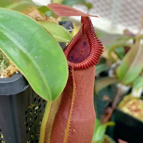 Nepenthes spathulata x edwardsiana (SG).