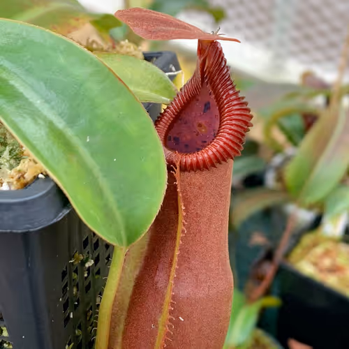 Nepenthes spathulata x edwardsiana (SG)