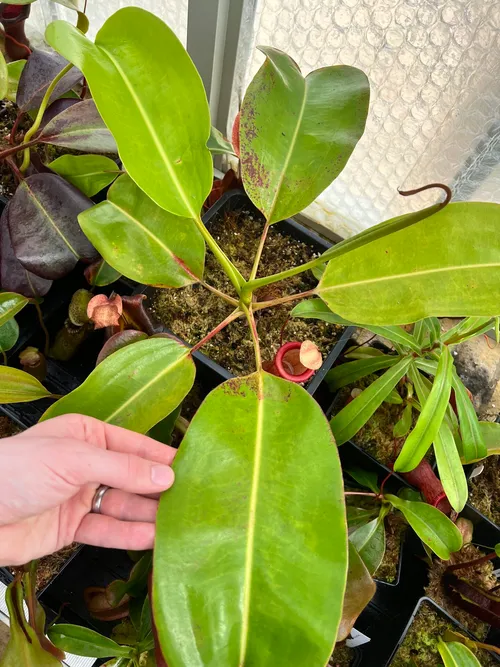 Nepenthes truncata x ephippiata, already 80cm+ across.