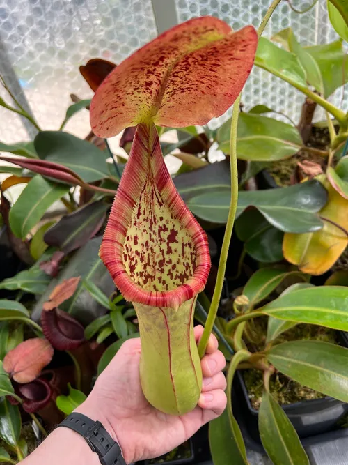 Nepenthes truncata x ephippiata, known to catch mice!