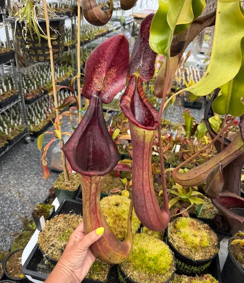 Nepenthes truncata x lowii