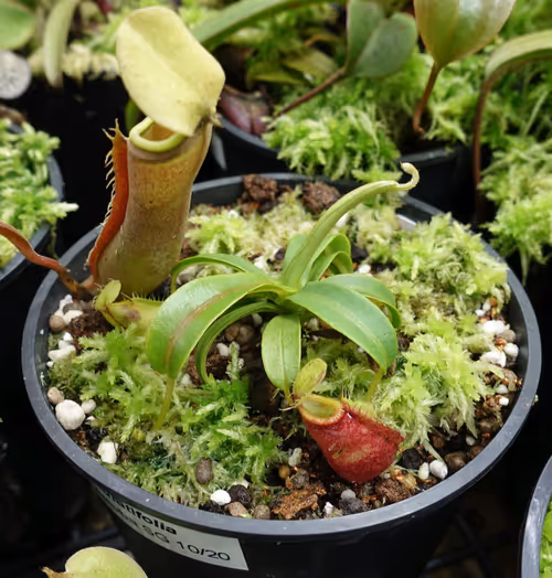 Nepenthes undulatifolia