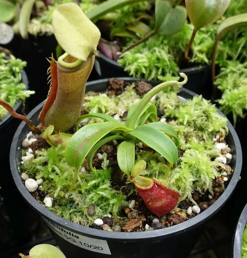 Nepenthes undulatifolia