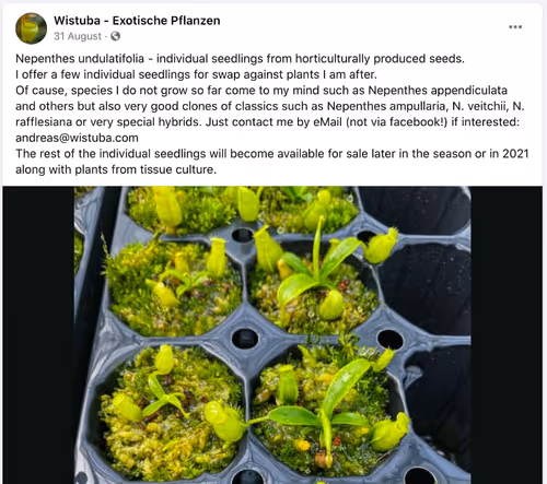 Nepenthes undulatifolia, soon to be available from Wistuba