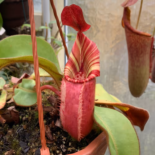 Nepenthes veitchii 'Candy' x 'Candy', large specimen