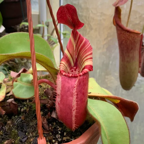 Nepenthes veitchii 'Candy' x 'Candy', large specimen