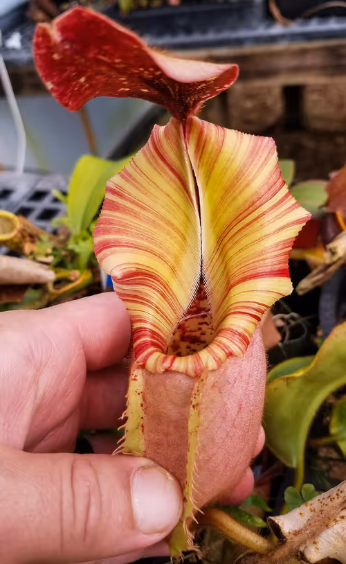 Nepenthes veitchii 'Psychedelic'