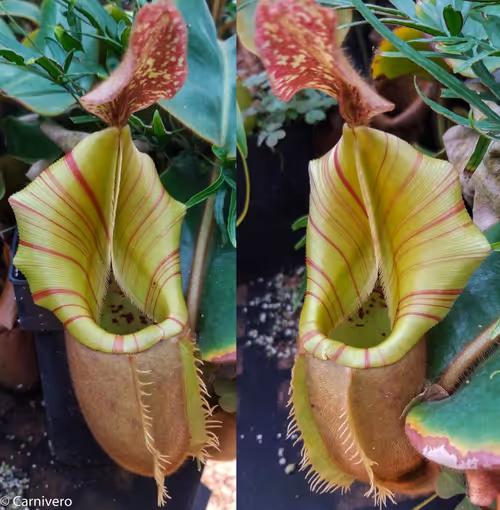 Nepenthes veitchii '#5'