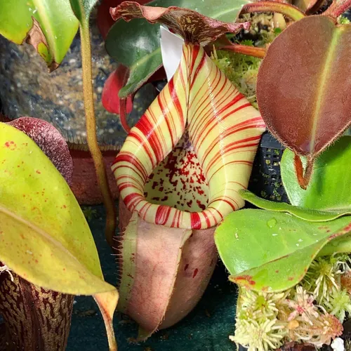 Nepenthes veitchii x burbidgeae (EP).