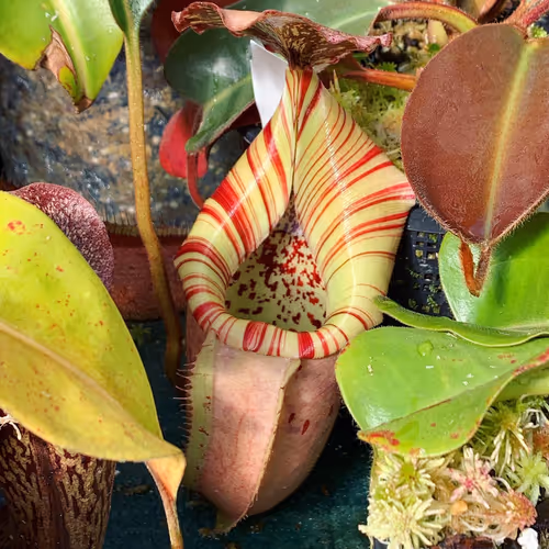Nepenthes veitchii x burbidgeae (EP)