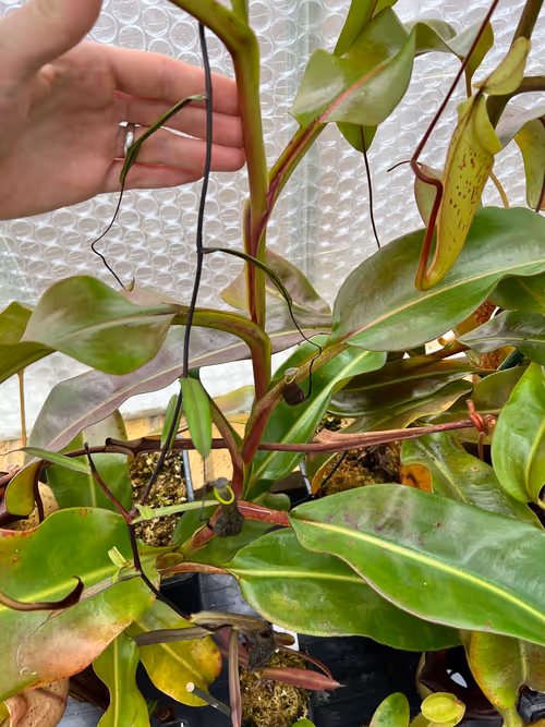 Nepenthes veitchii x burbidgeae starting to climb
