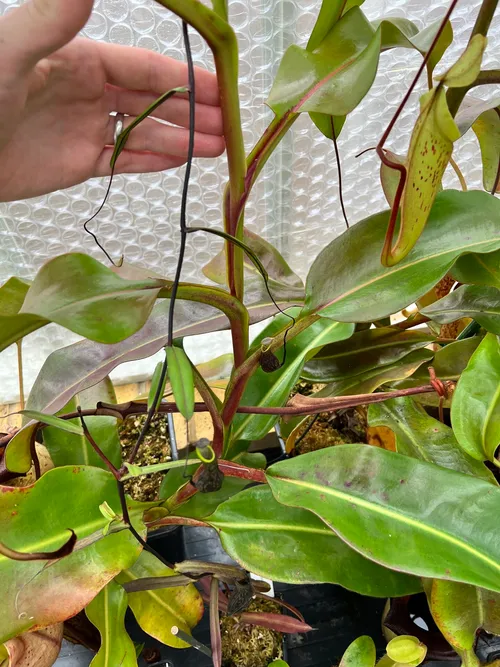 Nepenthes veitchii x burbidgeae starting to climb