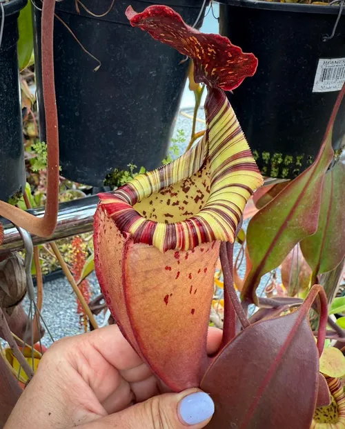 Nepenthes veitchii x burbidgeae
