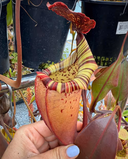 Nepenthes veitchii x burbidgeae