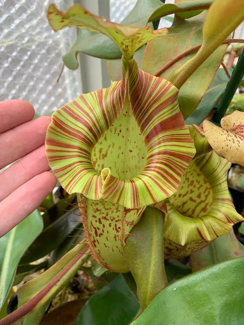 Nepenthes veitchii x platychila