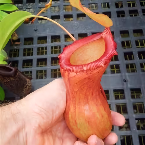Nepenthes ventricosa (with grex moniker N. 'Victory')