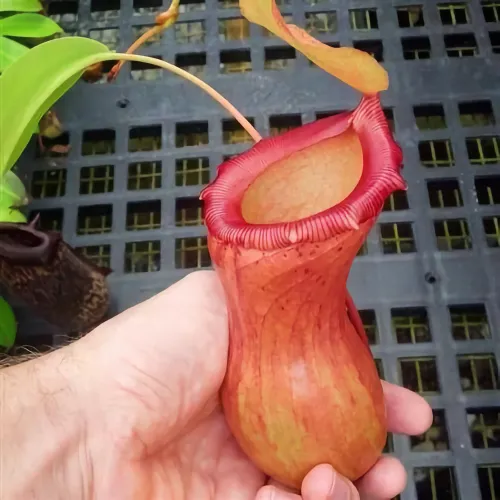 Nepenthes ventricosa (with grex moniker N. 'Victory')