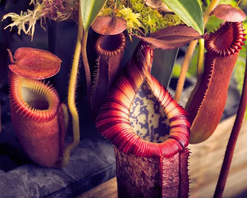 Nepenthes villosa, Nepenthes edwardsiana, and the clone sold as Nepenthes burbidgeae x edwardsiana which possibly has N. villosa introgression or is N. burbidgeae x villosa outright