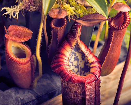 Nepenthes villosa, Nepenthes edwardsiana, and the clone sold as Nepenthes burbidgeae x edwardsiana which possibly has N. villosa introgression or is N. burbidgeae x villosa outright