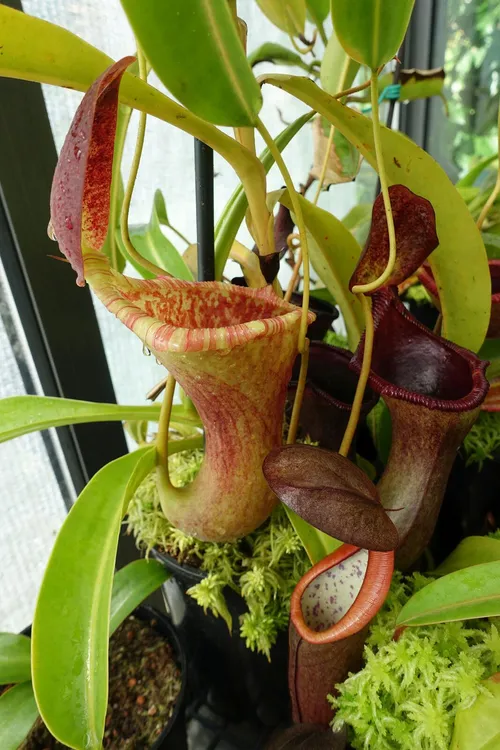 Nepenthes x Briggsiana