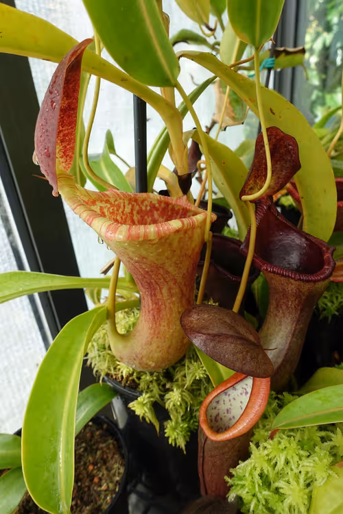 Nepenthes x Briggsiana