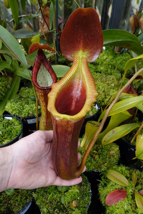 Nepenthes x Trusmadiensis