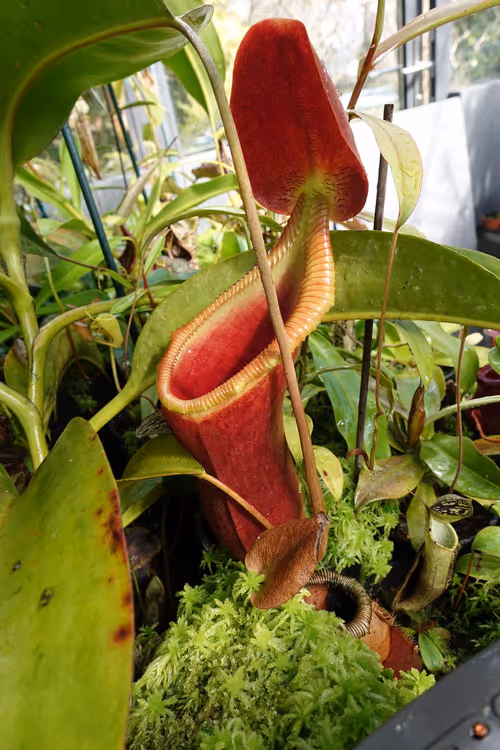 Nepenthes x Trusmadiensis