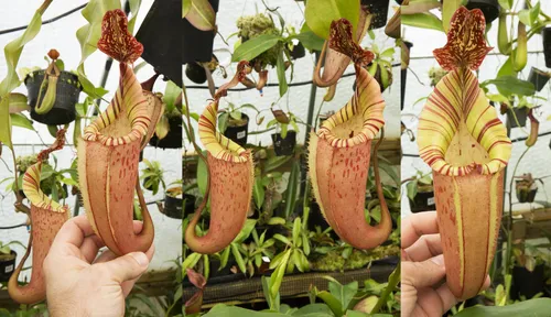Nepenthes x tiveyi 'Fullerton' clone