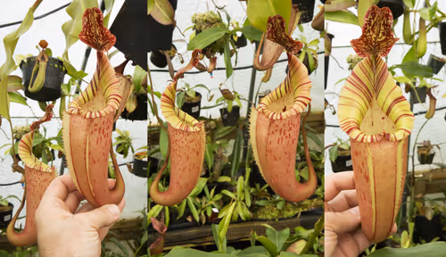 Nepenthes x tiveyi 'Fullerton' clone