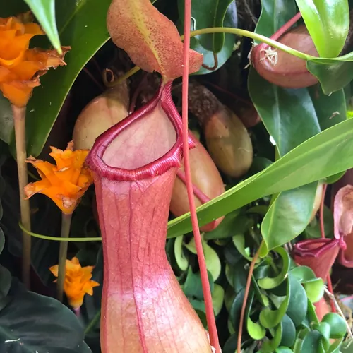 Nepenthes x ventrata