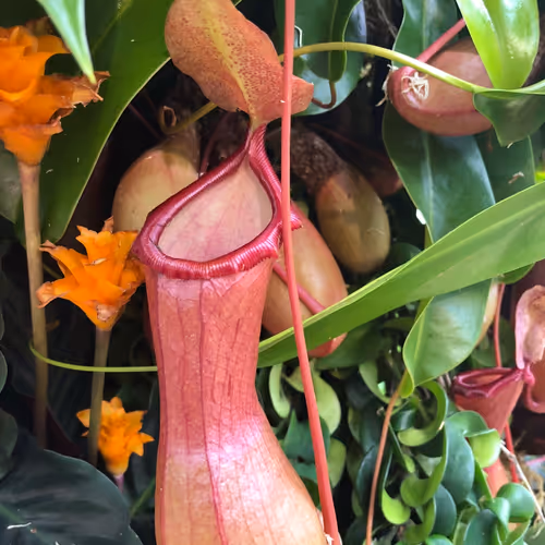 Nepenthes x ventrata