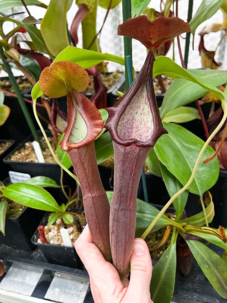 Nepenthes lingulata x truncata: New and old pitchers