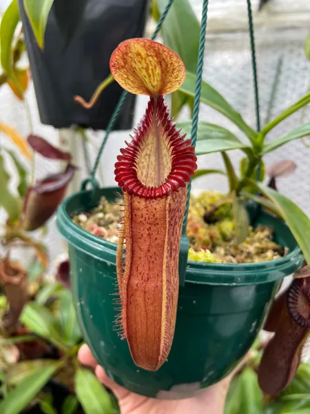 Nepenthes hamata x edwardsiana: No caption necessary.