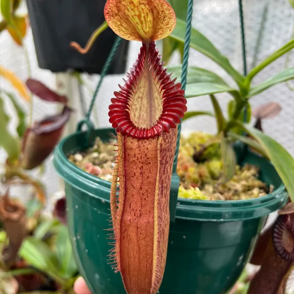 Nepenthes hamata x edwardsiana