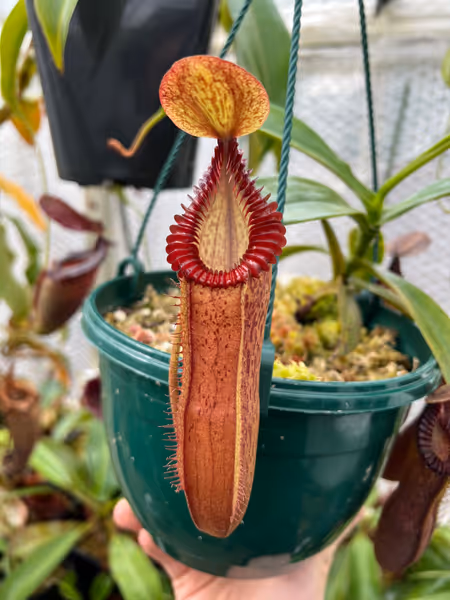 Nepenthes hamata x edwardsiana: No caption necessary
