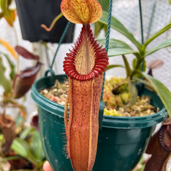 Nepenthes hamata x edwardsiana